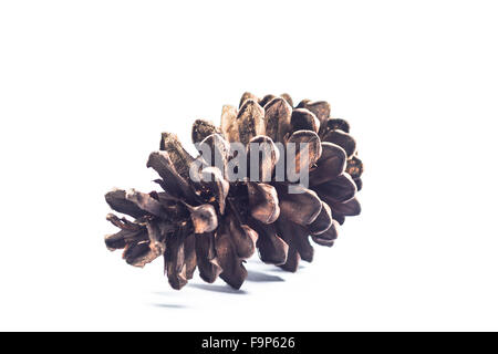 Brown pine cone isolated on white background, stock photo Stock Photo