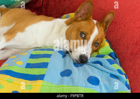 Cute basenji having rest on the sofa Stock Photo - Alamy