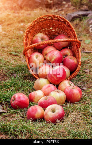 ripe apples scattered from the basket on the grass Stock Photo