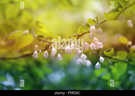 Beautiful delicate white flowers on a tree branch Stock Photo