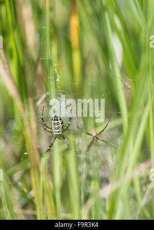Wasp Spider: Argiope bruennichi. Surrey, UK. Female (left) and male, showing difference in size and colour Stock Photo