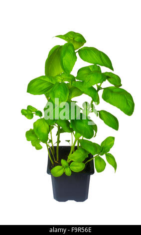Basil Stock Photo