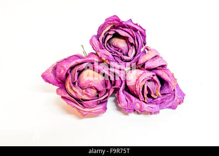 colorful preserved three roses isolated on white background Stock Photo