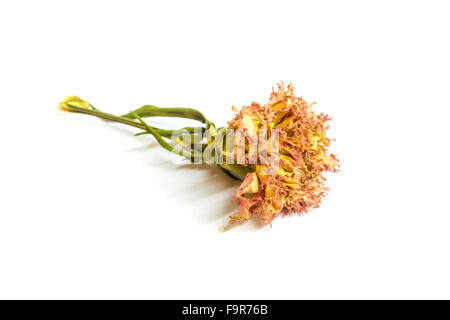 colorful preserved single carnation isolated on white background Stock Photo