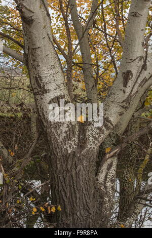 Trunk of Grey Poplar, Populus canescens, showing autumn color. Stock Photo