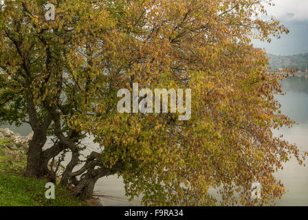 Oriental Hornbeam, Carpinus orientalis with autumn colour, at Lake Zazari, Florina, Macedonian Greece. Stock Photo