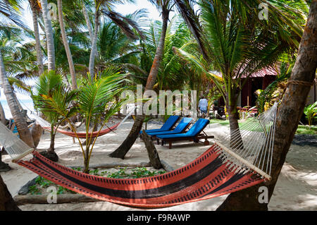 Hammocks and lounger in a Resort Under Coconut Tree Shades at the caribbean white sand beach on Corn Island Stock Photo