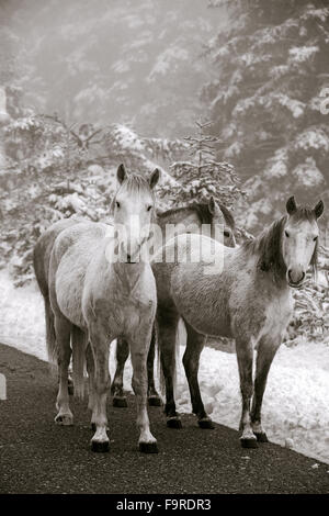 Group of domestic horses standing at the snowy country side of Giona mountain in Fokida region, Central Greece Stock Photo