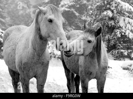 A couple of young white horses in a tender snapshot at the snowy country side of Giona mountain in Fokida region, Central Greece Stock Photo