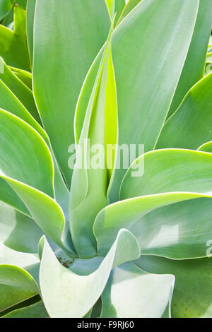 a young Agave attenuata  a hardy succulent Stock Photo