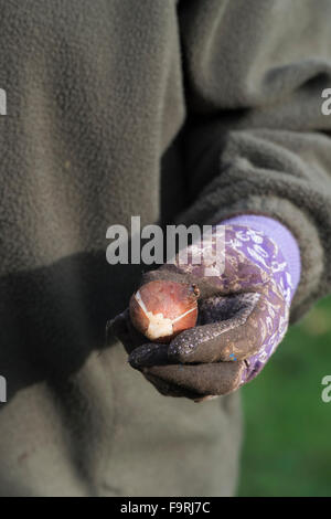 Gardeners hand holding a Tulip bulbs before planting in the autumn. England