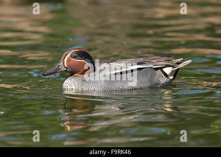 Teal, green-winged teal, male, Krickente, Männchen, Erpel, Krick-Ente, Anas crecca, Sarcelle d'hiver Stock Photo