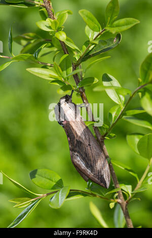 Privet hawkmoth, Privet Hawk-moth, Privet Hawk Moth, Ligusterschwärmer, Liguster-Schwärmer, Sphinx ligustri, Sphingidae Stock Photo