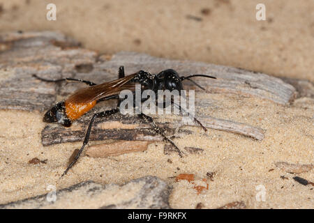 Digger wasp, Kurzstiel-Sandwespe, Kurzstielsandwespe, Sandwespe, Weibchen, Podalonia affinis, Sphex lutaria, Ammophila affinis Stock Photo