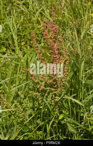 Curly Dock, Krauser Ampfer, Krauser-Ampfer, Rumex crispus Stock Photo