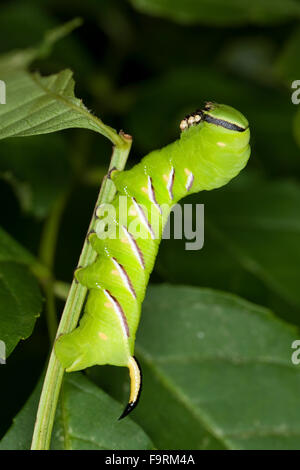 Privet hawkmoth, Privet Hawk-moth, Privet Hawk Moth, caterpillar, Ligusterschwärmer, Liguster-Schwärmer, Raupe, Sphinx ligustri Stock Photo