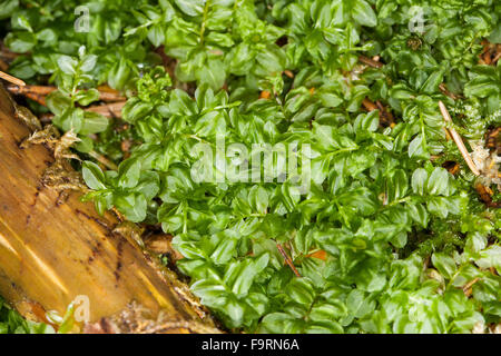 Many-fruited Thyme-moss, Kriech-Sternmoos, Kriechsternmoos, Perlenmoos, Plagiomnium affine, Mnium affine, Mnium cuspidatum Stock Photo