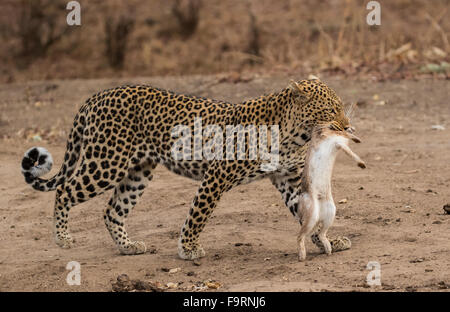 A female leopard (Panthera pardus pardus) carries off a recently caught scrub hare, South Luangwa National Park, Zambia, Africa Stock Photo