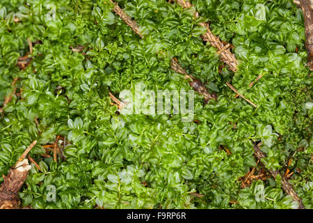 Many-fruited Thyme-moss, Kriech-Sternmoos, Kriechsternmoos, Perlenmoos, Plagiomnium affine, Mnium affine, Mnium cuspidatum Stock Photo