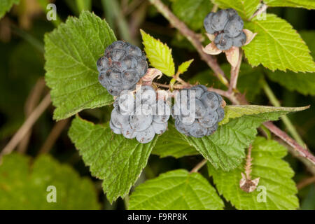 European Dewberry, fruit, Kratzbeere, Kratz-Beere, Acker-Brombeere, Rubus caesius, Ronce bleuâtre, Früchte, Frucht Stock Photo