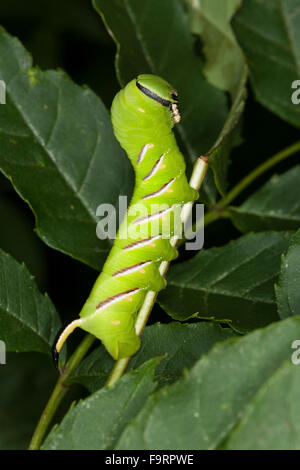 Privet hawkmoth, Privet Hawk-moth, Privet Hawk Moth, caterpillar, Ligusterschwärmer, Liguster-Schwärmer, Raupe, Sphinx ligustri Stock Photo