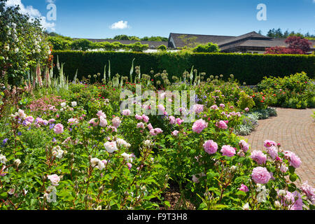 The colourful shrub rose garden at RHS Rosemoor, North Devon, England, UK Stock Photo