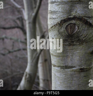 Eye in a tree trunk Stock Photo