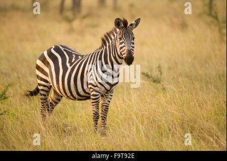 Burchell's zebra (Equus burchellii), Lake Mburo National Park, Uganda Stock Photo