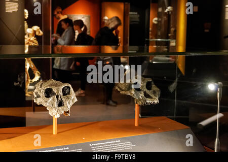 Human evolution gallery at the Natural History Museum in London United Kingdom UK Stock Photo