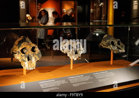 Human evolution gallery at the Natural History Museum in London United Kingdom UK Stock Photo