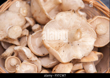 Large selection of fresh wild mushrooms Stock Photo