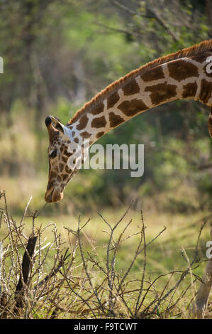 Rothschild Giraffe (Giraffa camelopardalis rothschildi), Lake Mburo National Park, Uganda Stock Photo