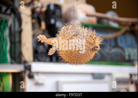 dead puffer fish blown up and on display at market Stock Photo