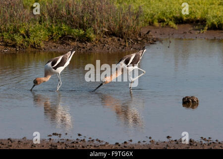 A pair of avocets fishing in California marsh Stock Photo