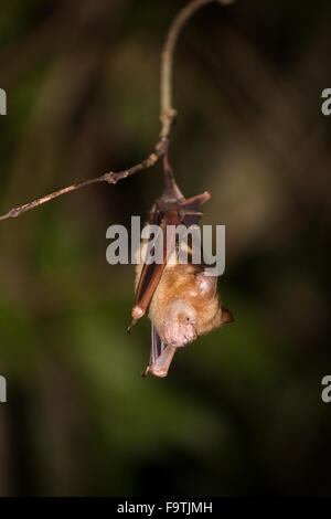 Diadem leaf-nosed bat (Hipposideros diadema)