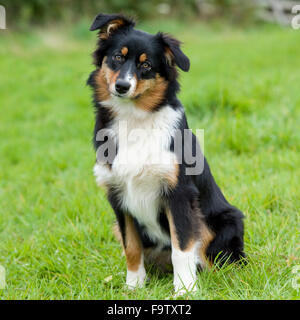 australian shepherd puppy