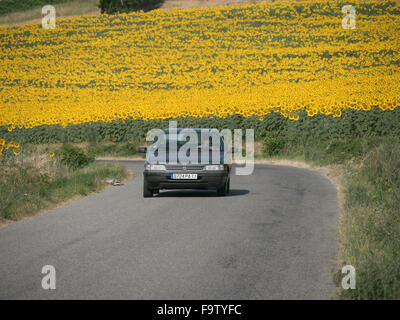 A car drives down a country road with a field ,sea or mass of bright yellow sunflowers behind it. Stock Photo