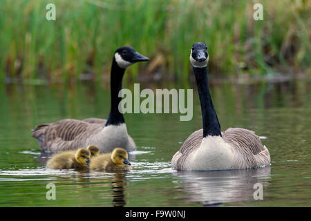 Canada geese (Branta canadensis) parents swimming with three goslings in lake Stock Photo