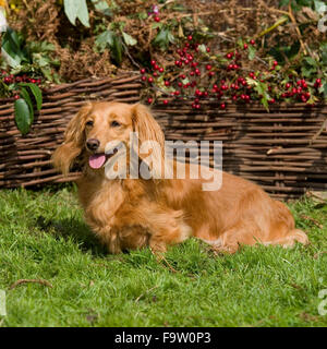 miniature longhaired dachshund Stock Photo