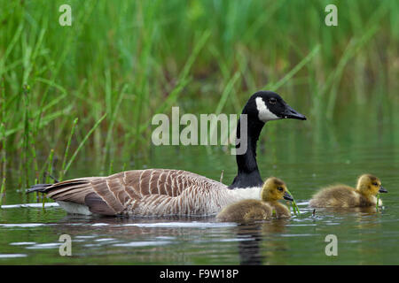 Canada goose (Branta canadensis) parent swimming with two goslings along lake shore Stock Photo