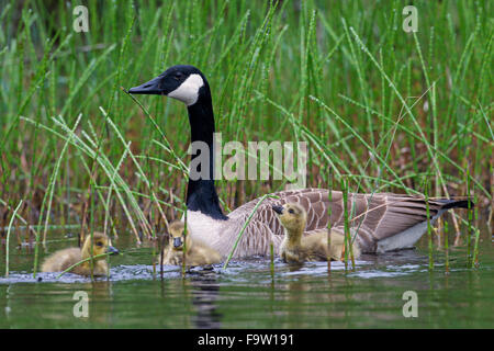 Canada goose (Branta canadensis) parent swimming with three goslings in lake Stock Photo