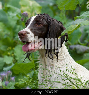 english springer spaniel dog in a cover crop on a shoot Stock Photo