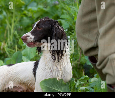 english springer spaniel working on a shoot Stock Photo