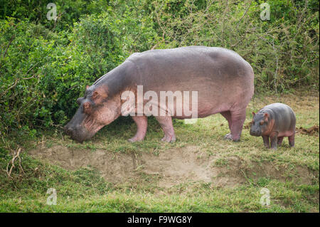 Hippopotamus with calf (Hippopotamus amphibius) on the Kazinga Channel, Queen Elizabeth National Park, Uganda Stock Photo