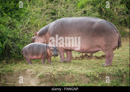 Hippopotamus with calf (Hippopotamus amphibius) on the Kazinga Channel, Queen Elizabeth National Park, Uganda Stock Photo