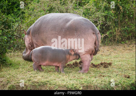 Hippopotamus with calf (Hippopotamus amphibius) on the Kazinga Channel, Queen Elizabeth National Park, Uganda Stock Photo