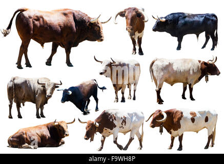 Set of bulls. Isolated over white  background Stock Photo