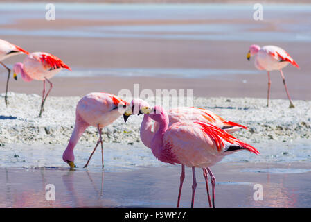 Pink flamingos feeding in the salt water of 'Laguna Hedionda' (eng. Hedionda Lake), among the most scenic travel destination in Stock Photo