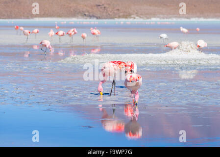 Pink flamingos feeding in the salt water of 'Laguna Hedionda' (eng. Hedionda Lake), among the most scenic travel destination in Stock Photo