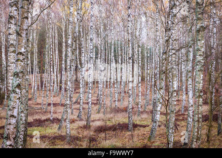 Auttumnal Birch Trees Stock Photo